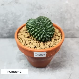 Cactus australia