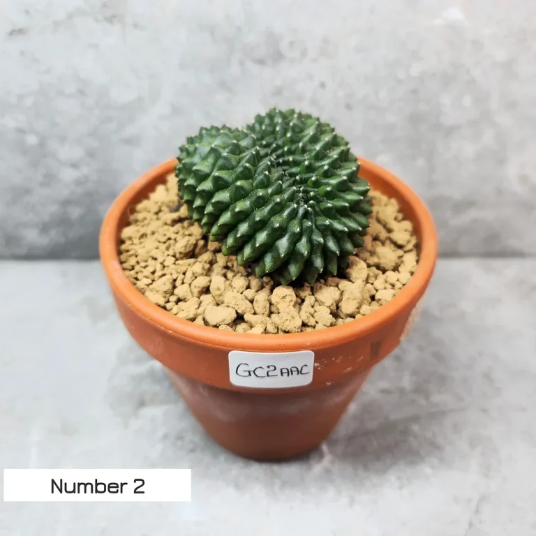 Cactus australia