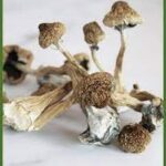 Buy Creeper Magic Mushroom For Sale Canada