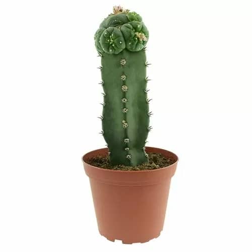 Buying peyote