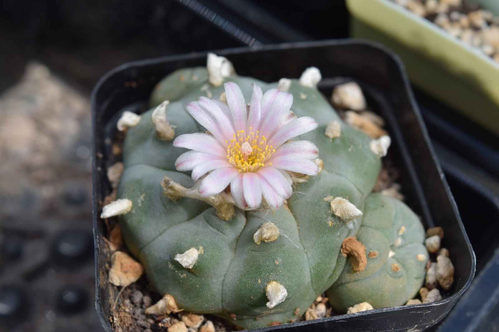 Lophophora Williamsii (Peyote) Cactus | Pick Your Own Specimen