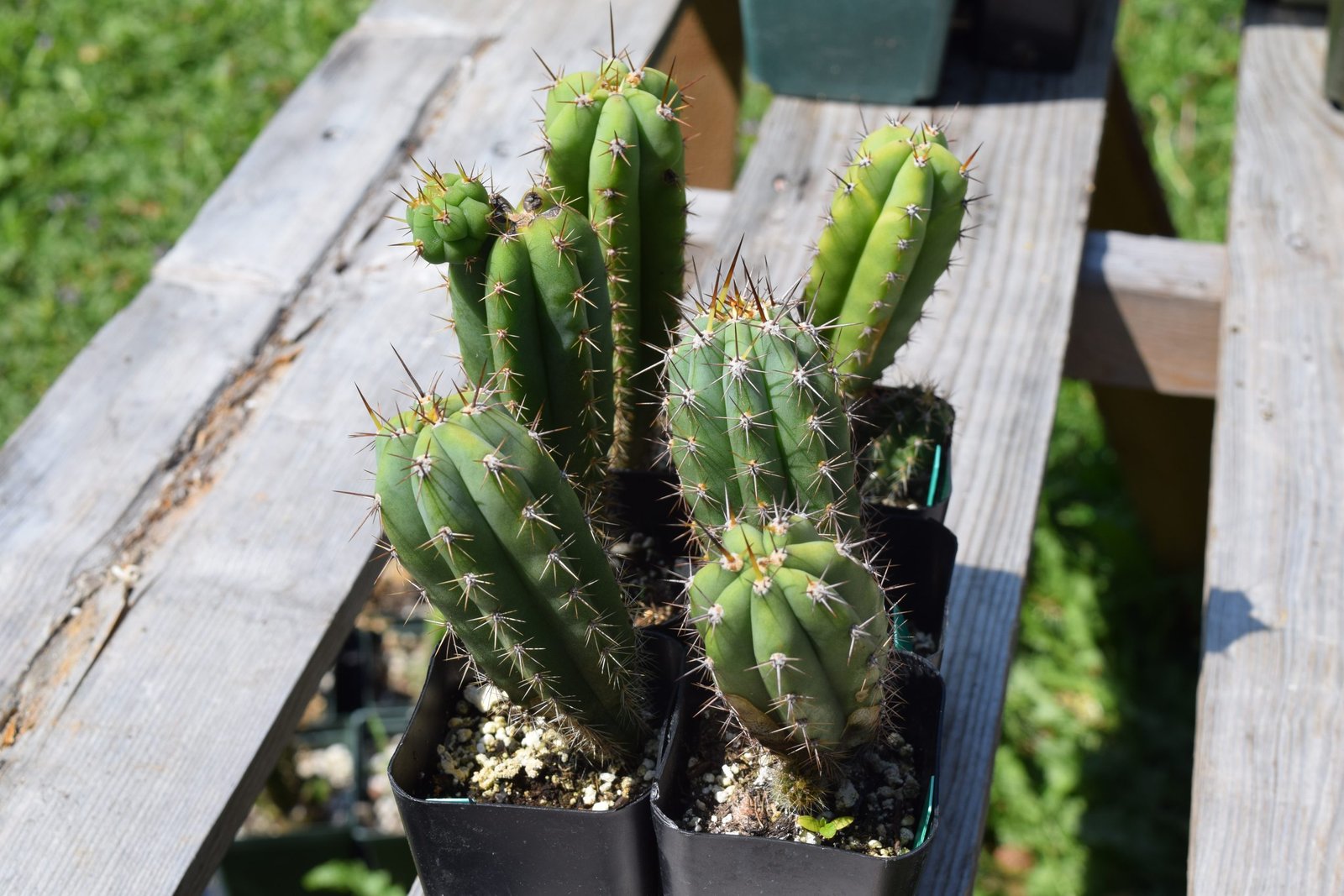 Trichocereus Peruvianus Matucana | Peruvian Torch Cactus