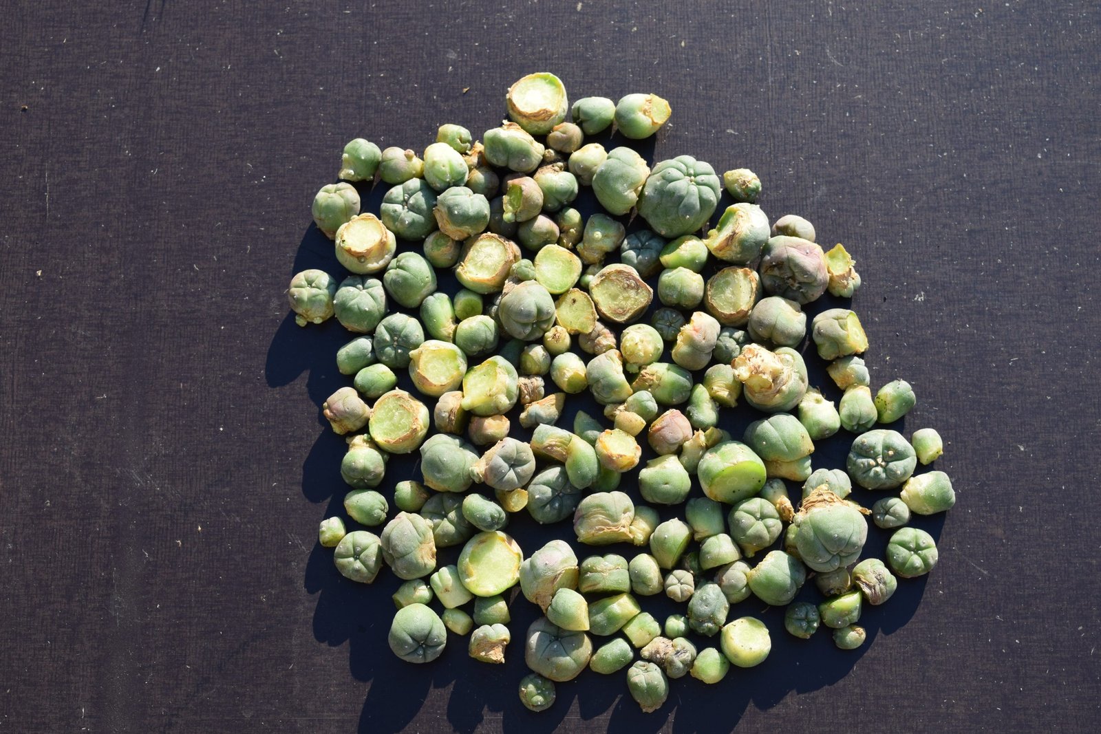 Lophophora Williamsii Cactus Cuttings | Peyote Buttons - Image 4