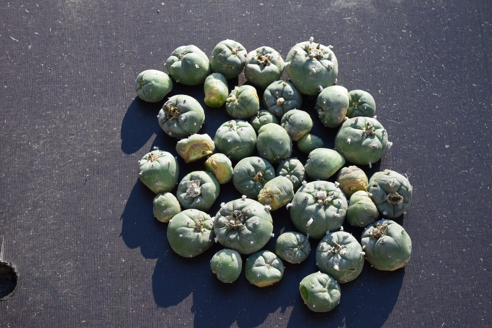 Lophophora Williamsii Cactus Cuttings | Peyote Buttons