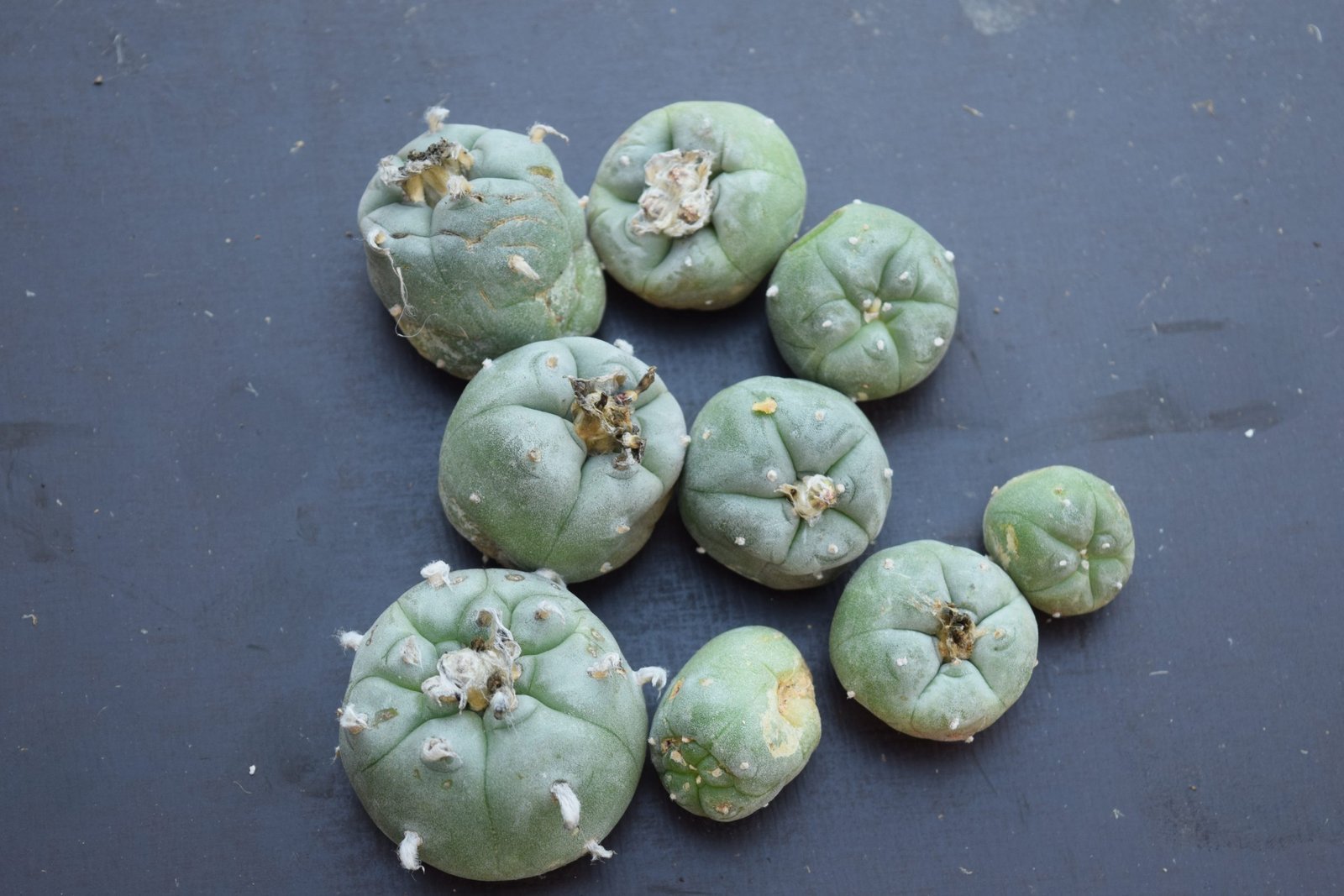 Lophophora Williamsii Cactus Cuttings | Peyote Buttons - Image 3