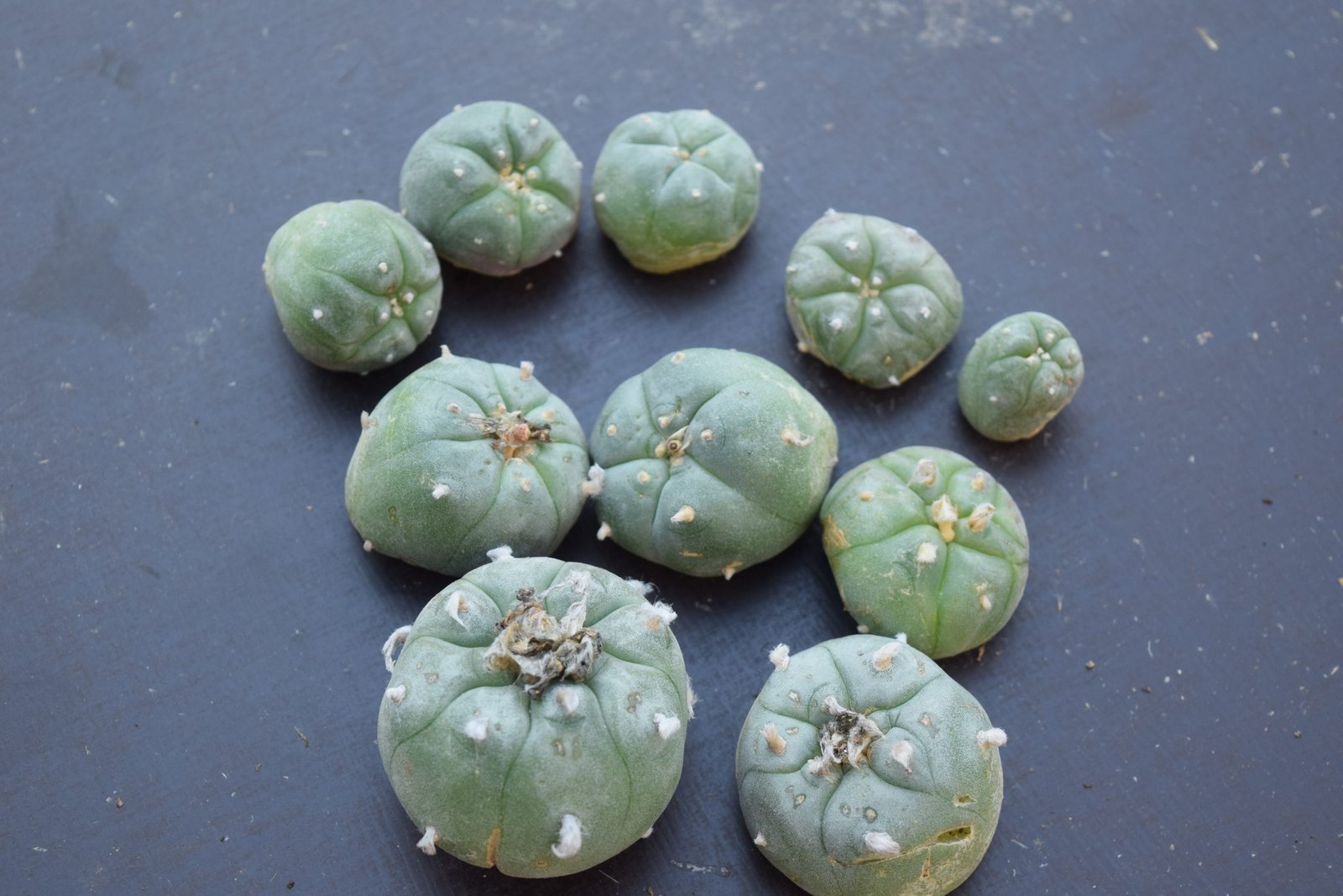 Lophophora Williamsii Cactus Cuttings | Peyote Buttons - Image 2