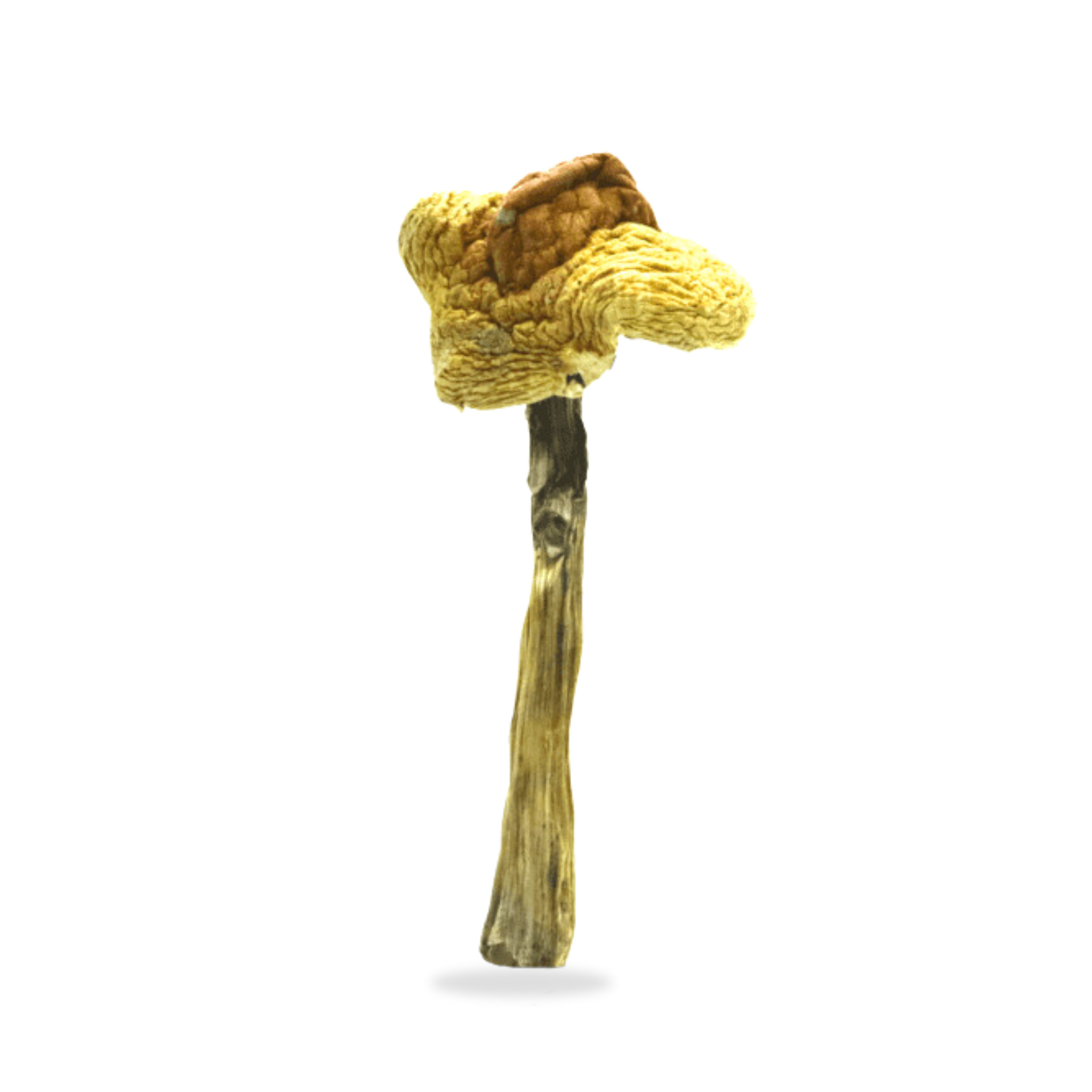 Huautla Magic Mushrooms