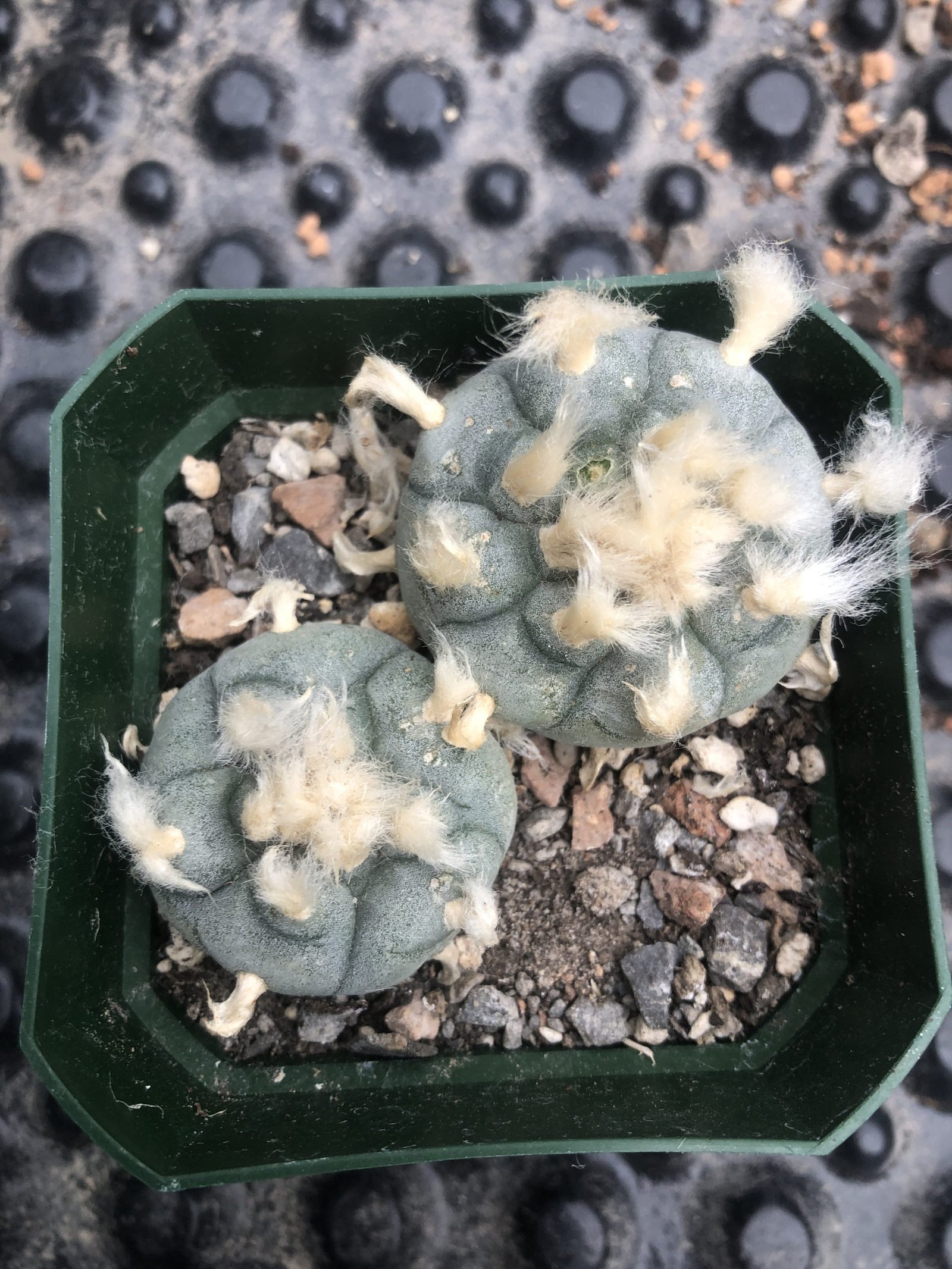 Lophophora Williamsii (Peyote) Cactus | Pick Your Own Specimen - Image 2