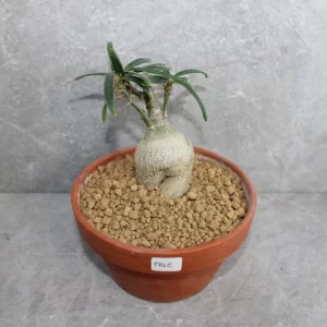 Peyote cactus seeds
