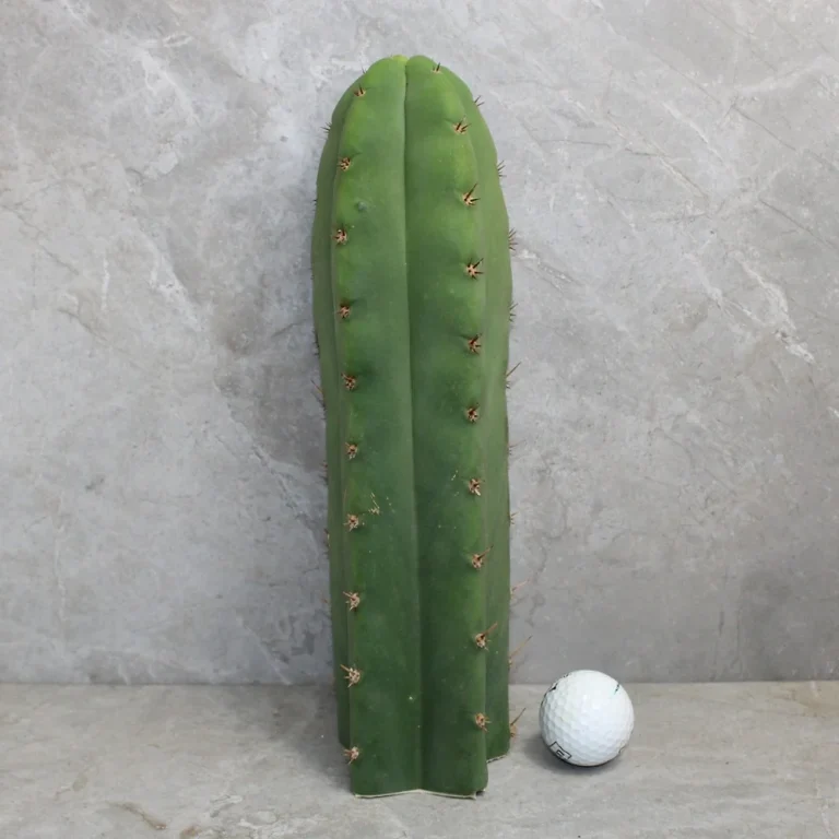 Peyote sale