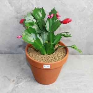 Precious cactus