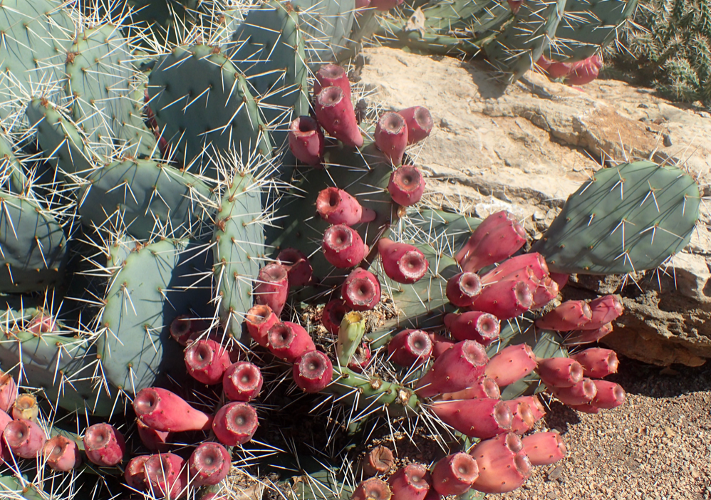Cold Hardy Cactus | Opuntia Phaeacantha