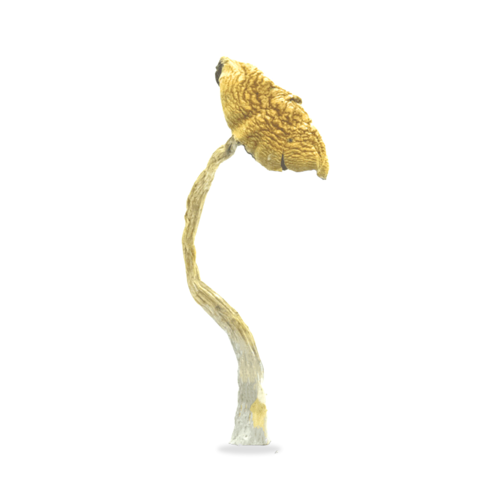 South American Magic Mushrooms