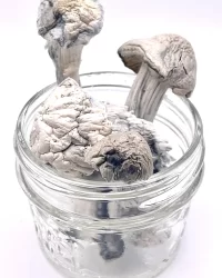 Albino Penis Envy (APE) Magic Mushrooms