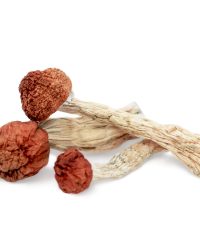 Amazonian Magic Mushrooms