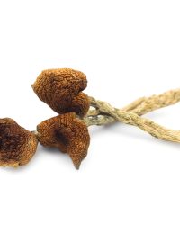 B+ Magic Mushrooms