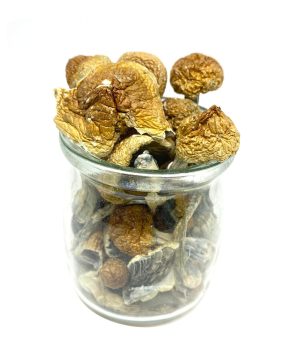 Blue Meanie Magic Mushrooms – Magic Mushroom kit