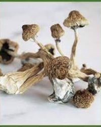 Buy Creeper Magic Mushroom For Sale Canada