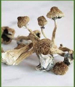 Buy Creeper Magic Mushroom For Sale Canada