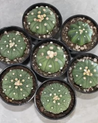 Lophophora williamsii seeds
