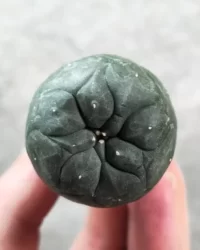 lophophora williamsii seeds