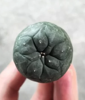 lophophora williamsii seeds