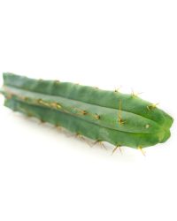Buy peyote cactus