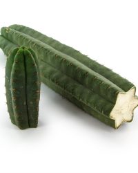Peyote drug