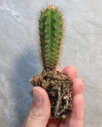 Buy peyote