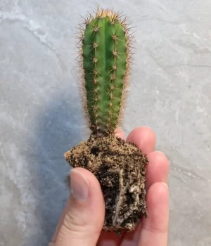 Buy peyote