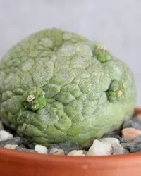 Buying peyote cactus
