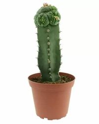 Buying peyote