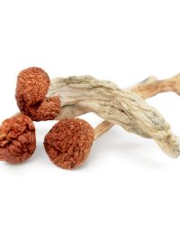 Cambodian Magic Mushrooms