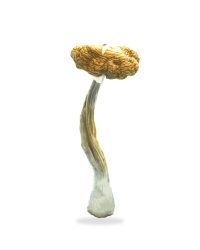 Costa Rican Magic Mushrooms