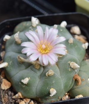 Lophophora Williamsii (Peyote) Cactus | Pick Your Own Specimen