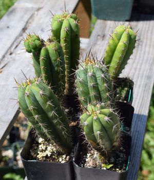 Trichocereus Peruvianus Matucana  | Peruvian Torch Cactus