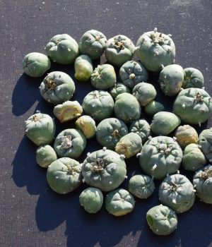 Lophophora Williamsii Cactus Cuttings | Peyote Buttons
