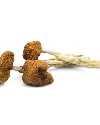 Daddy Long Legs Magic Mushrooms