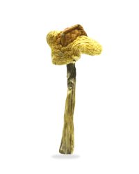 Huautla Magic Mushrooms