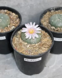 I williamsii seeds