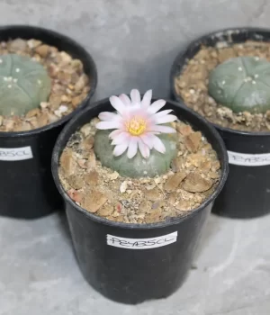 I williamsii seeds