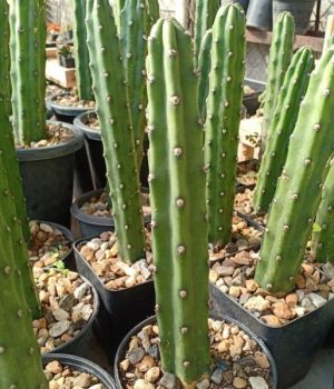 Harrisia Jusbertii craft stock for peyote 10 to 15 cm high