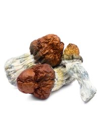 Texas Yellow Cap Magic Mushrooms