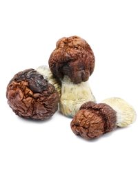 Bluey Vuitton Magic Mushrooms