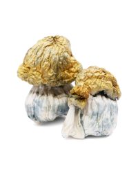 Avalanche Magic Mushrooms