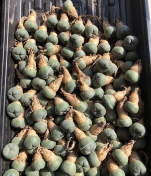 Lophophora Williamsii Cactus | Wholesale