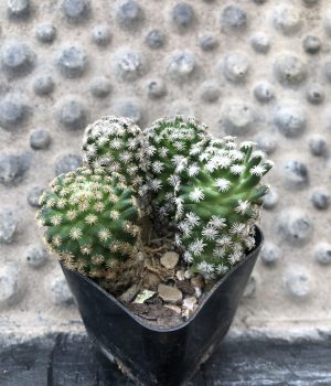Mammillaria Hernandezii