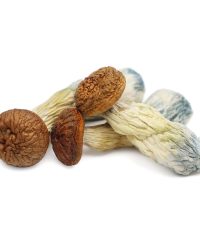 Penis Envy Magic Mushrooms