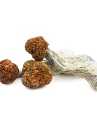Trinity Magic Mushrooms
