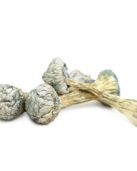 Albino Treasure Coast Magic Mushrooms